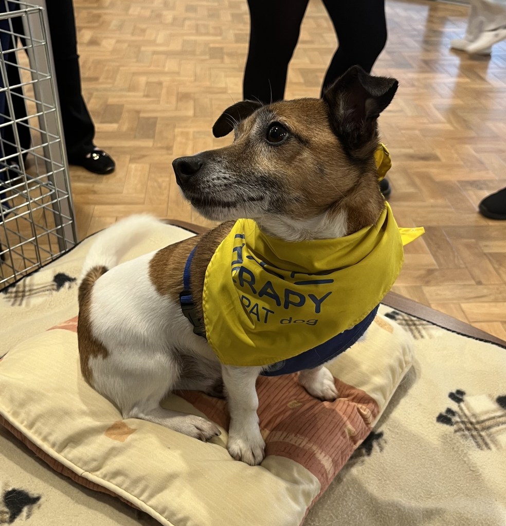 Tosca the Jack Russell, who works as a therapy dog